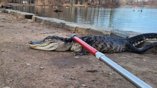 Alligator found in lake in New York City park