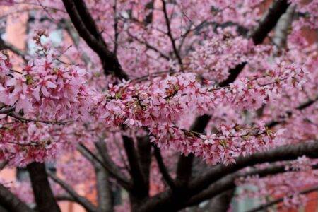 Washington, D.C.’s cherry blossoms might make an early appearance, as mild winter kicks in