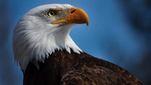 Two Nebraska men allegedly killed bald eagle, planned to eat it: Officials