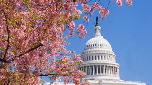 Washington, DC cherry blossom full bloom date revealed