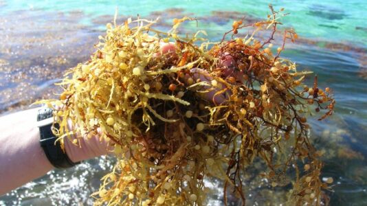 Massive seaweed bloom headed to Florida is a mystery to scientists