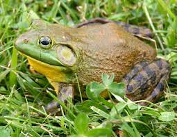 UT Wildlife Officials Suggest Folks Eat Bullfrogs