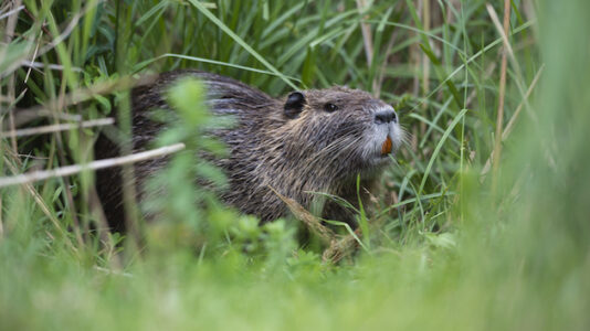 How beavers could help the Colorado River survive future droughts
