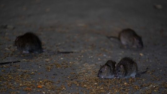 New York City names its first-ever ‘rat czar’