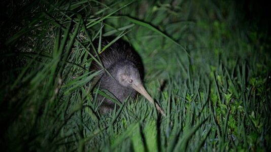 Miami Zoo apologizes after treatment of Kiwi bird sparks outrage