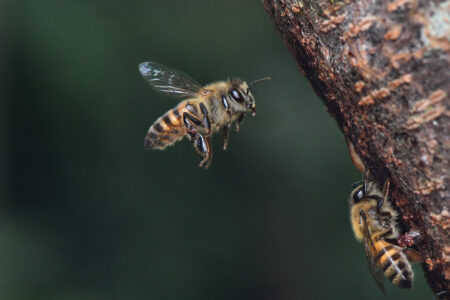 Arizona mother stung over 75 times by bees during family photo shoot: Officials