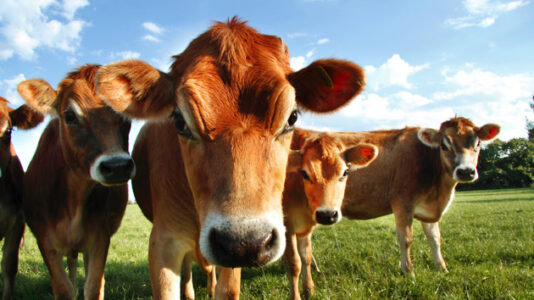 Herd of cows assist police in locating suspect who hoofed it to remote area