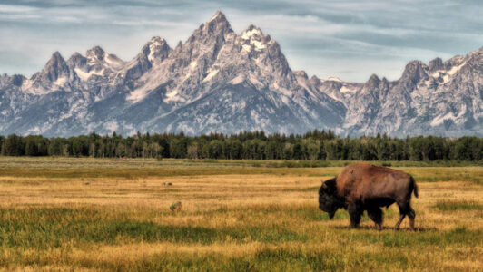 Yellowstone visitors are getting so comfortable with approaching wildlife that park officials are asking them to stop