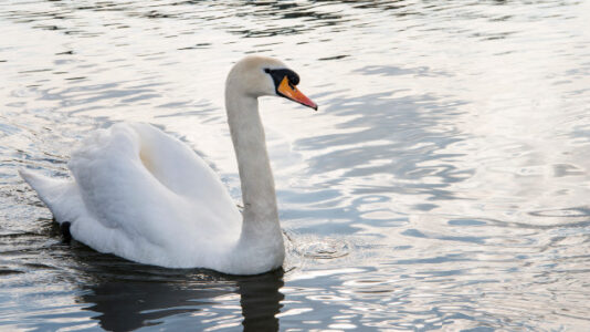 Three teens charged after village’s swan killed, then eaten: Police