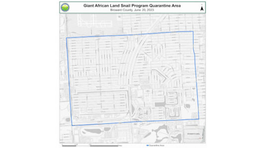Giant African land snail spotted in Florida, section of county under quarantine: Officials