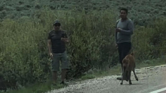 Two people who allegedly harassed bison calf at national park being hunted by authorities