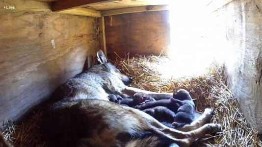 With only dozens left, South Dakota zoo welcomes litter of ‘critically endangered’ red wolf pups