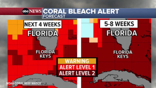 ‘Strikingly warm’ ocean heat wave off Florida coasts could decimate corals, other marine life, experts say
