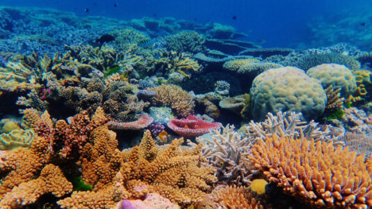 Hawaii’s coral reefs are in peril. What researchers are doing to restore coral ecosystems and preserve biodiversity