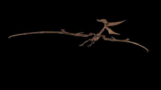 Dinosaur fossils expected to garner up to $6 million at Sotheby’s auction