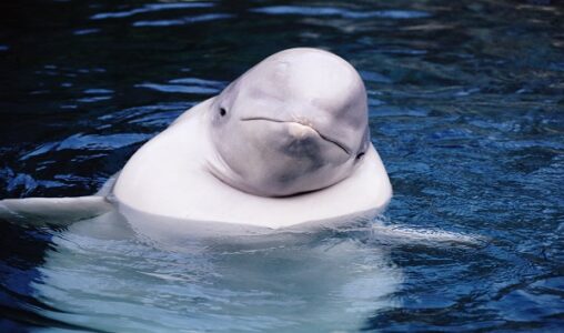 Loss of sea ice putting migrating beluga whales in danger