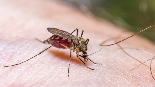 Two more locally acquired cases of malaria found in Florida, bringing recent US total to seven