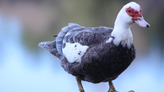 Seaside North Carolina town overrun with hundreds of non-native ducks