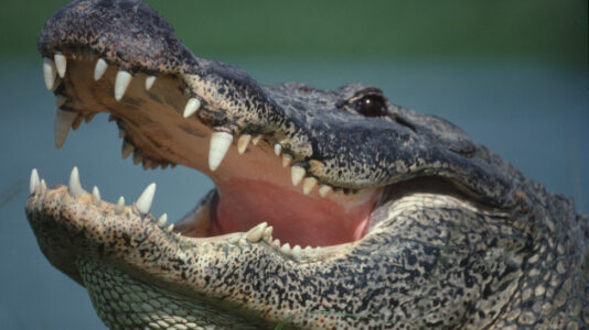 Woman, 69, dies following alligator attack during her dog walk