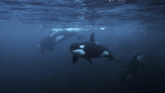 Is there an ‘orca uprising’? Like orcas themselves, the answer is complex
