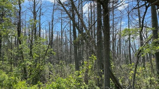 Ghost forest formation accelerates amid sea-level rise