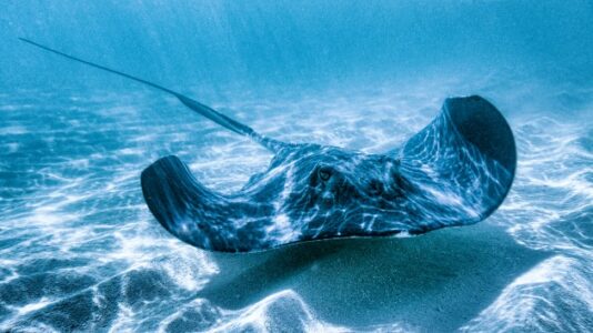 Florida woman recovering from stingray attack shares experience after close call