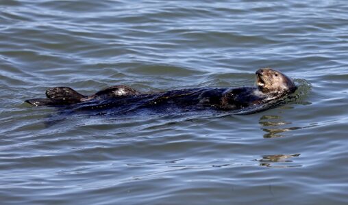 Wild otter attack leads to woman being airlifted to hospital, 2 others treated for injuries