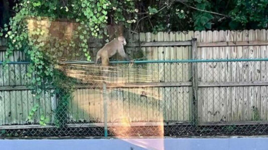 Wild monkey spotted running rampant through neighborhoods as police warn to stay away