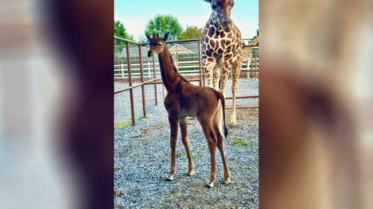 Zoo asks public to name rare giraffe born without spots