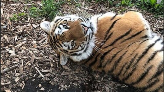 Extremely rare Amur tiger dies in ‘freak accident’ prepping for dental procedure at zoo