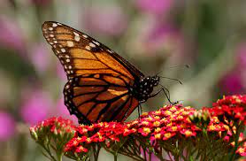 Utah Residents Asked To Track Monarch Butterfly Sightings