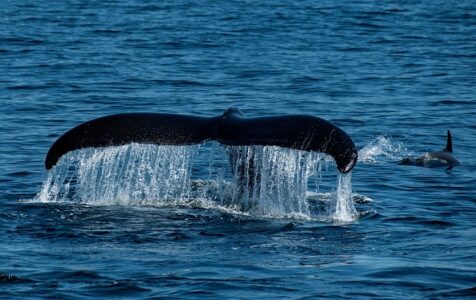 Ocean scientists concerned over uptick of whale deaths on Northeast coasts