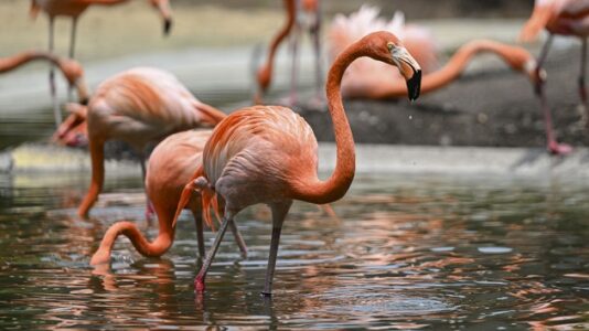 Bird watchers in a flurry over ‘rare’ incursion of wild flamingos blown into US from Hurricane Idalia