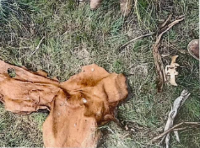 Piute County Sheriff’s Office Seeking Information In the Shooting and Butchering of a Cow