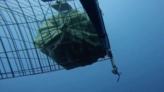 Researchers find new way to store carbon dioxide absorbed by plants at the bottom of the Black Sea