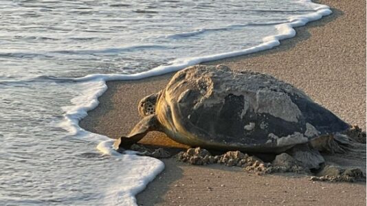 Number of sea turtle nests on Florida coasts exploding, even tripling in some regions, conservationists say