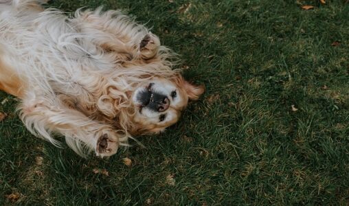 Veterinarians warn of rising cases of mystery dog illness