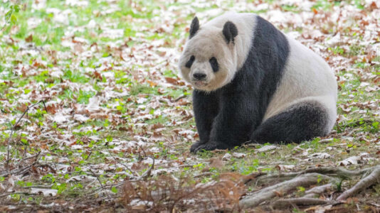 National Zoo’s popular pandas heading to China