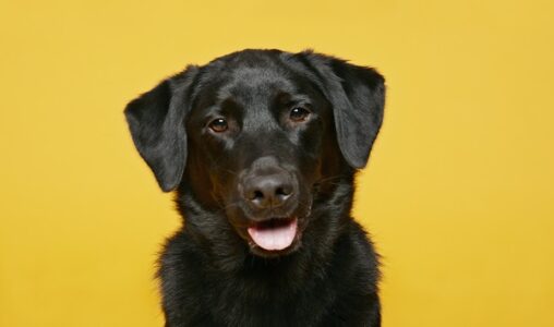 Vet shares symptoms of mystery respiratory illness in dogs, answers viewers’ questions