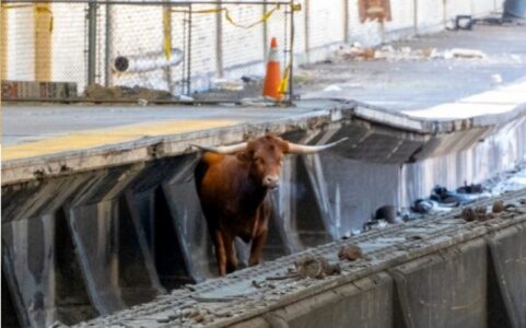 Bull gets loose on tracks at Newark Penn Station, taken into custody