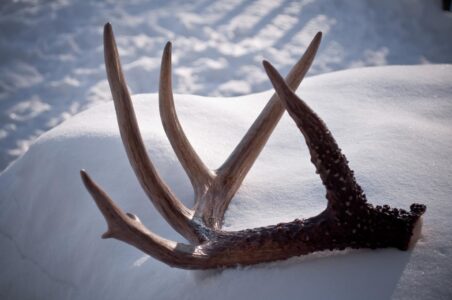 Want to gather shed antlers from Feb. 1 through April 15? Take the DWR’s free, mandatory ethics course