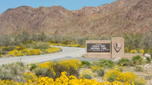 Human skeletal remains found just off trail in Joshua Tree National Park