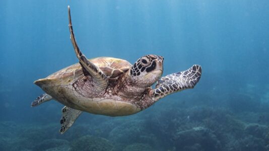 36 cold-stunned sea turtles saved in North Carolina