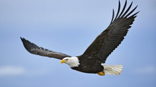 US officials still seek information one year after four bald eagles found shot dead