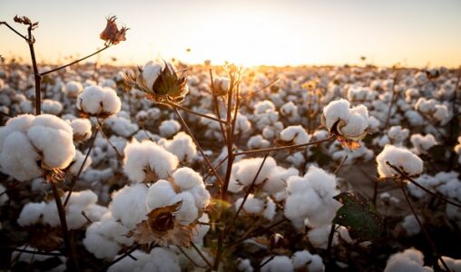 Black farmer looks to rethink stigma of picking cotton
