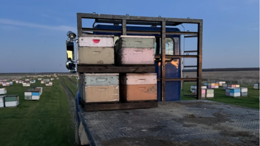 Nearly 100 beehives stolen from field in California’s Central Valley