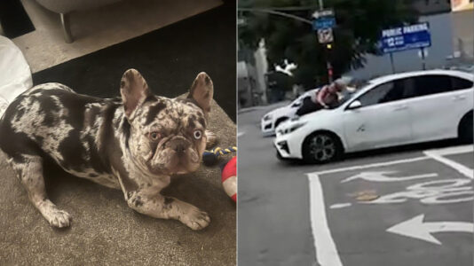 Arrest made in dognapping that left owner clinging to the hood of suspect’s car