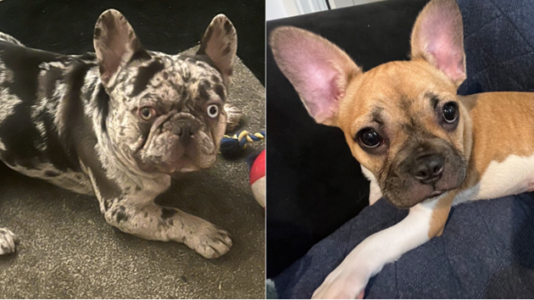 French bulldog owners on edge as violent dognapping incidents rise