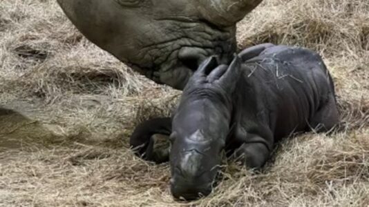 Rare baby white rhino born on Super Bowl Sunday at Indianapolis Zoo