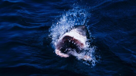 11-year-old suffers possible shark bite off Honolulu, officials say